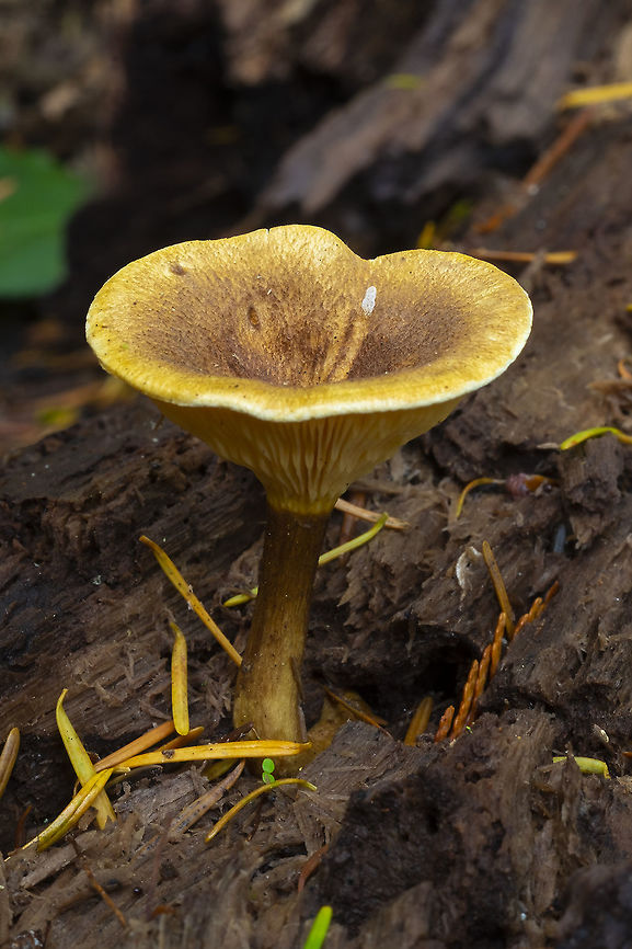 Hygrophoropsis rufa  Fall,Geotagged,Hygrophoropsis rufa,United States