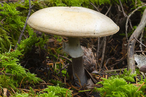 Agaricus sp.  Fall,Geotagged,United States