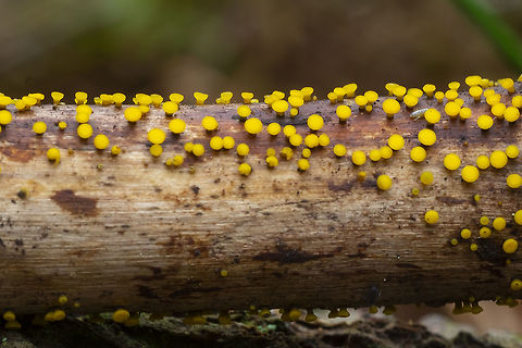 Yellow fairy cups  Bisporella citrina,Fall,Geotagged,Lemon Disco,United States