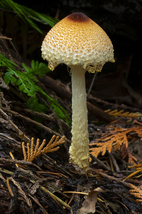 Lepiota magnispora look closely..... it&#039;s been photo bombed by a little Mycena picta (lower left just above the cedar frond)... I go from never having seen one to seeing two in a week...  Fall,Geotagged,Lepiota magnispora,United States