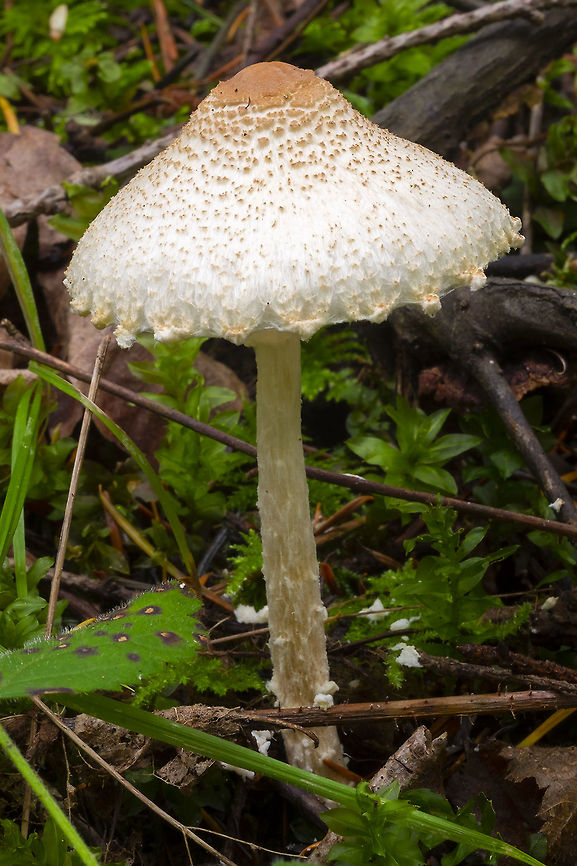 Lepiota clypeolaria very similar to Lepiota magnispora, paler eye Fall,Geotagged,Lepiota clypeolaria,United States