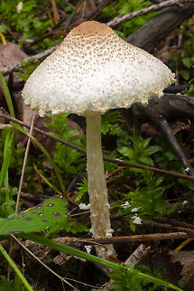 Lepiota clypeolaria very similar to Lepiota magnispora, paler eye Fall,Geotagged,Lepiota clypeolaria,United States
