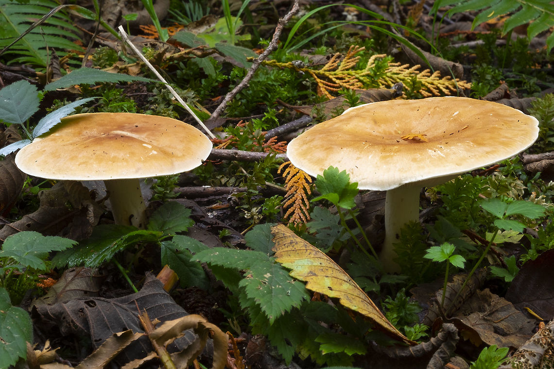 bitter false funnel cap  Fall,Geotagged,Leucopaxillus gentianeus,United States
