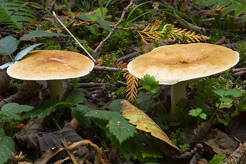 bitter false funnel cap  Fall,Geotagged,Leucopaxillus gentianeus,United States