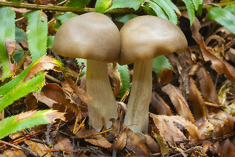twins  Fall,Fried Chicken Mushroom,Geotagged,Lyophyllum decastes,United States