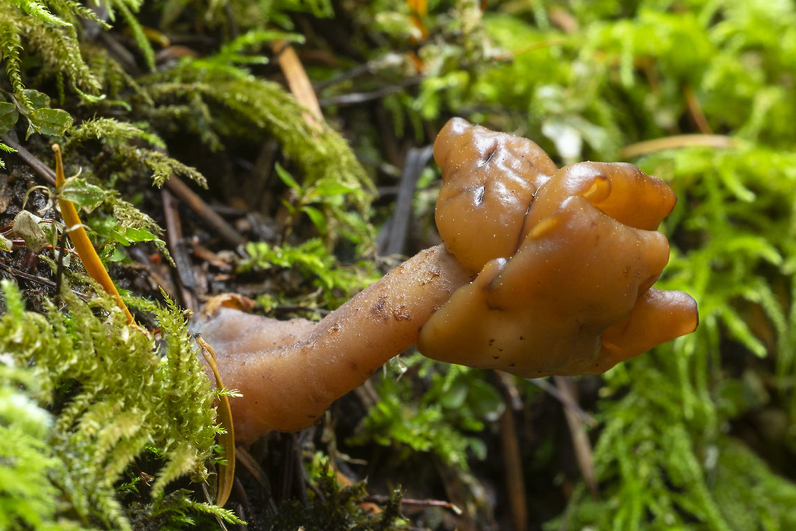 Cudonia circinans  Cudonia circinans,Fall,Geotagged,United States