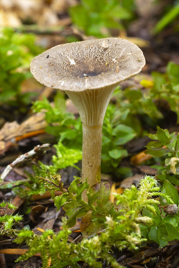 Clitocybe sp.  Fall,Geotagged,United States