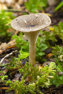 Clitocybe sp.  Fall,Geotagged,United States