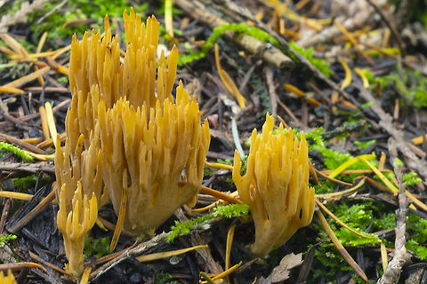 Yellow Ramaria or poss. Phaeoclavulina  Fall,Geotagged,United States