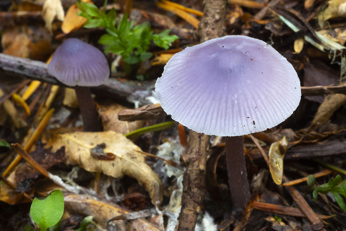 lilac bonnet very plentiful this year Fall,Geotagged,Lilac bonnet,Mycena pura,United States