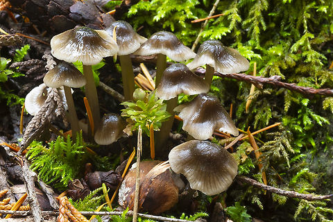 gliophorus irrigatus