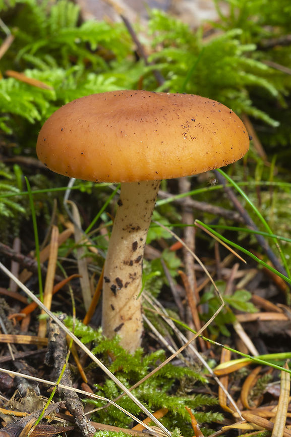 Orange capped mushroom From the looks of this I&#039;d start with Lactarius... but when broken this mushroom does not ooze anything Fall,Geotagged,United States