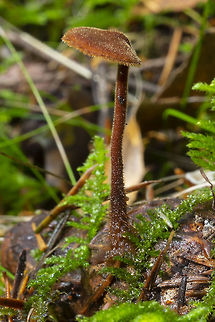 Fuzzy little earpick mushroom  Auriscalpium vulgare,Fall,Geotagged,Pinecone mushroom,United States