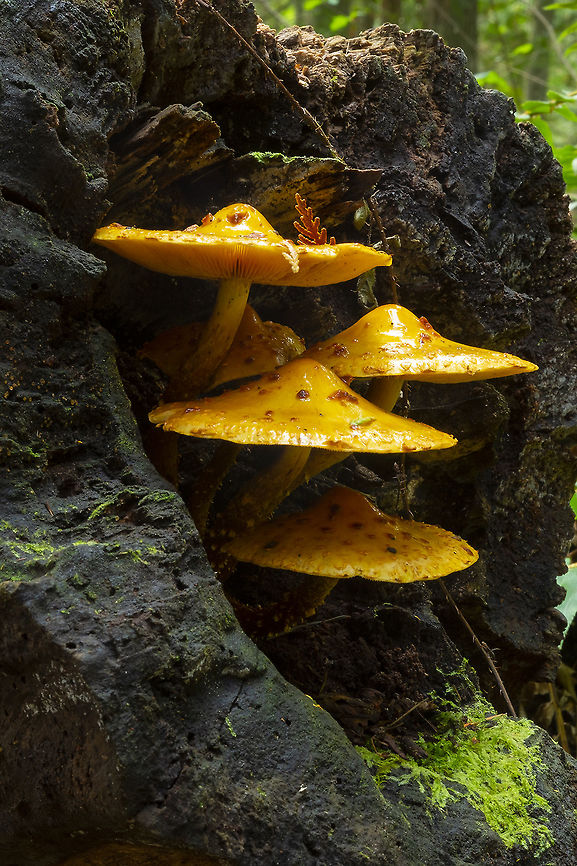 Lovely lemon yellow Pholiota  Fall,Geotagged,Pholiota limonella,United States