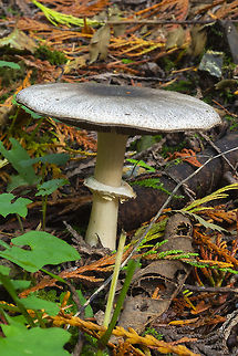 Agaricus deardorffensis  Agaricus deardorffensis,Fall,Geotagged,United States
