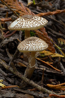 Lepiota felina ☠ deadly Fall,Geotagged,Lepiota felina,United States,cat dapperling