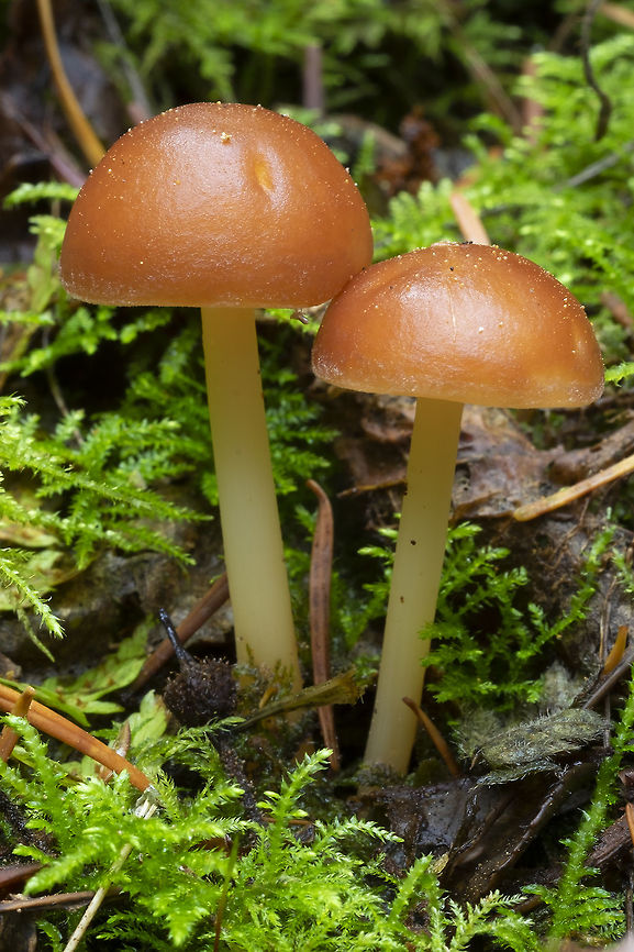 Waxy caps?  Fall,Geotagged,United States