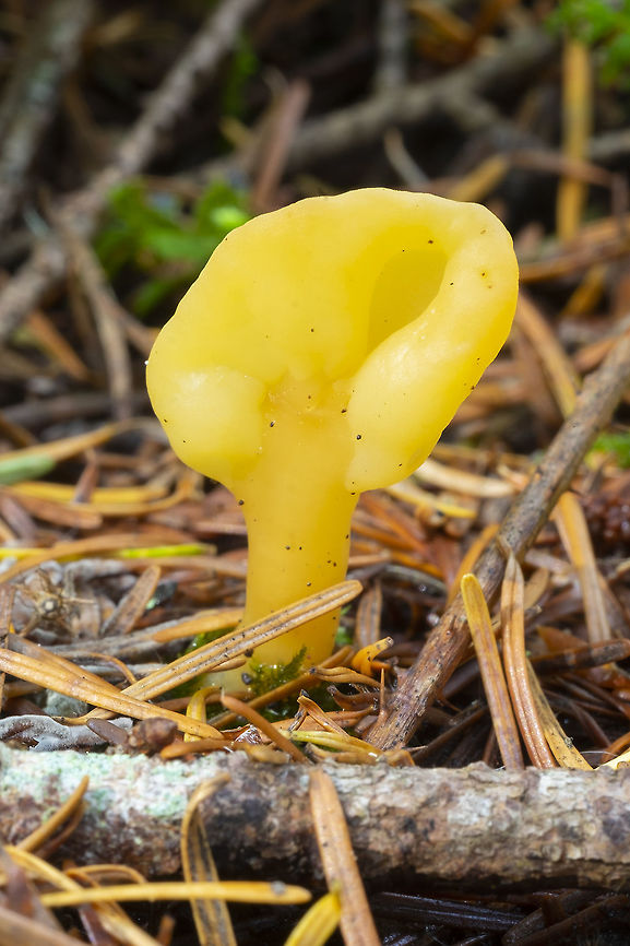 Yellow earth tongue  Fall,Geotagged,Spathularia flavida,United States