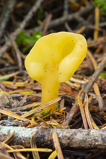 Yellow earth tongue  Fall,Geotagged,Spathularia flavida,United States