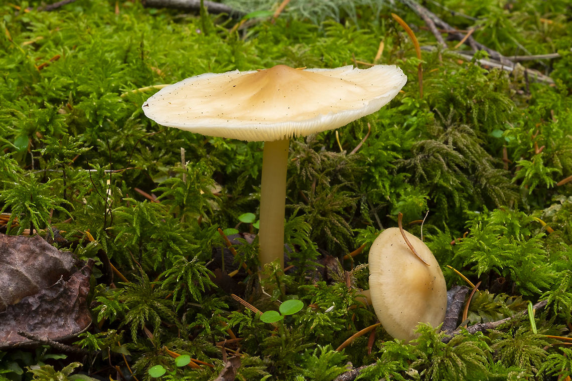 Rhodocollybia butyracea  Buttery Collybia,Fall,Geotagged,Rhodocollybia butyracea,United States
