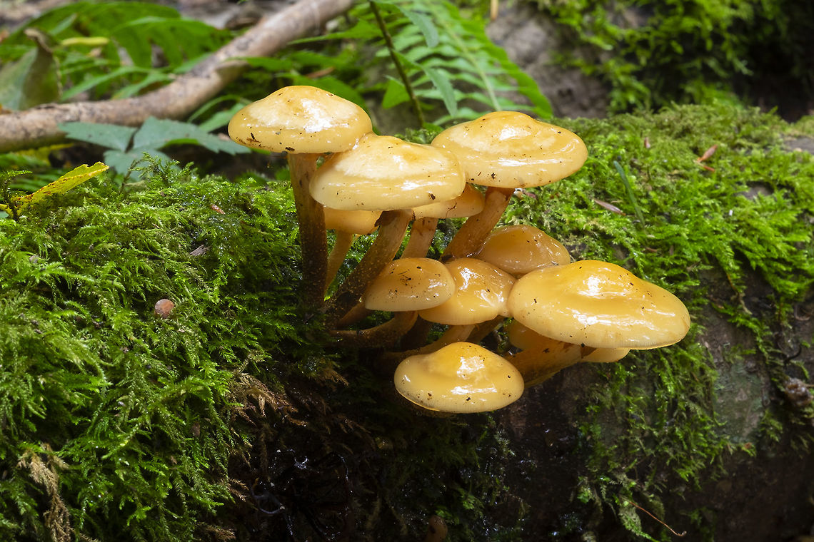 Kuehneromyces mutabilis  Fall,Geotagged,Kuehneromyces mutabilis,Sheathed woodtuft,United States