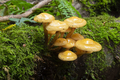 Kuehneromyces mutabilis  Fall,Geotagged,Kuehneromyces mutabilis,Sheathed woodtuft,United States