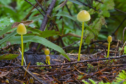 Mycena epipterygia  Fall,Geotagged,Mycena epipterygia,United States