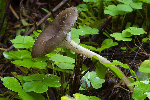 black and white Clitocybula  Clitocybula atrialba,Fall,Geotagged,United States,black and white Clitocybula