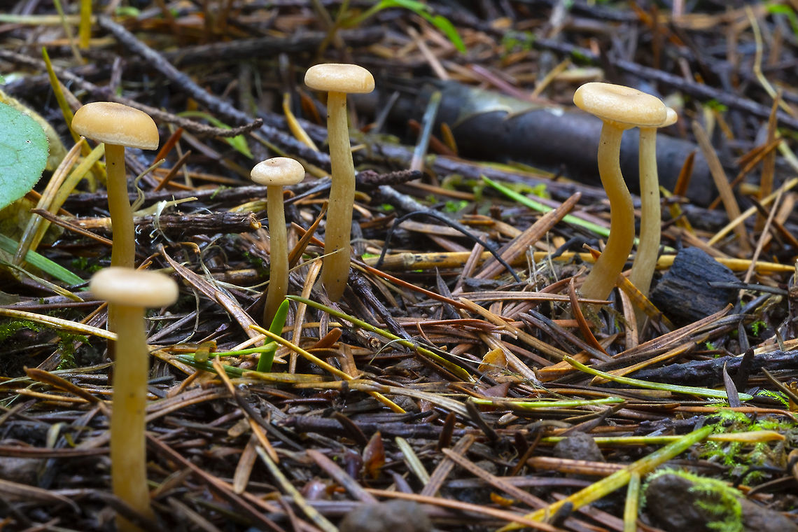 Clitocybe diatreta Some of the text mentions look alikes... but none of my local guides list any names....  Clitocybe diatreta,Fall,Geotagged,United States