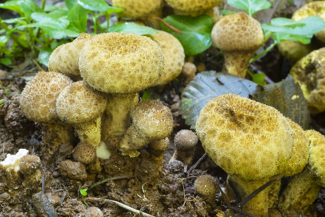 common puffball I think this cluster may have been infected with another mold.. they were oddly bright yellow and the spines developing an odd circular pattern Common puffball,Fall,Geotagged,Lycoperdon perlatum,United States