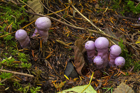 Purple Cortinarius pins I don't think I can ID these immature specimens, but they were so pretty....  Fall,Geotagged,United States