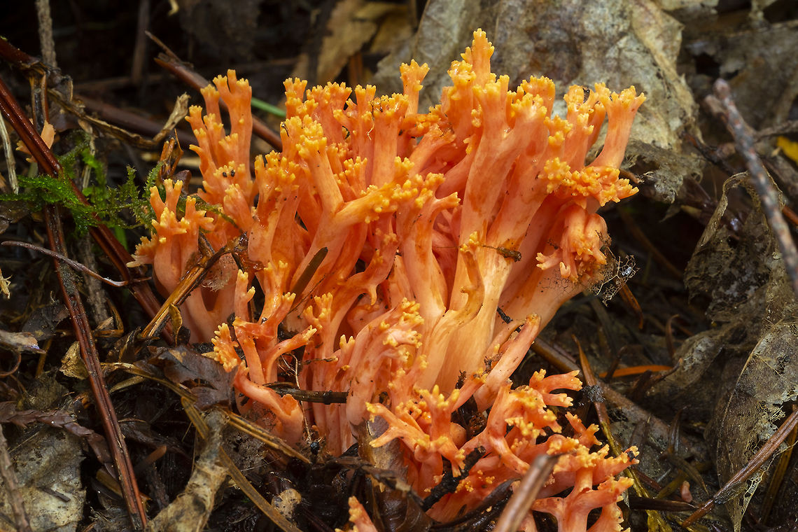 flame colored coral  Fall,Geotagged,Ramaria cyaneigranosa,United States