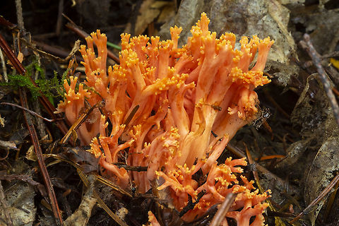 flame colored coral  Fall,Geotagged,Ramaria cyaneigranosa,United States