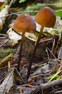 Marasmius plicatulus