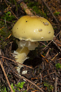 jeweled Amanita  Amanita gemmata,Fall,Geotagged,Jewelled Amanita,United States