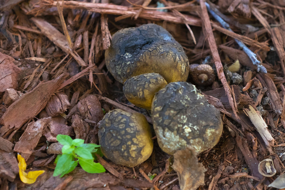 Scleroderma meridionale  Fall,Geotagged,Scleroderma meridionale,United States