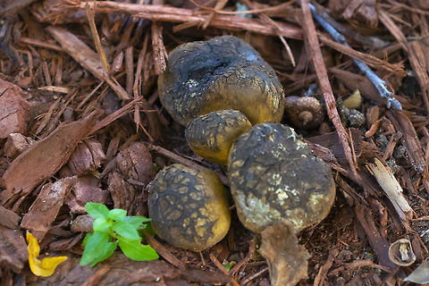 Scleroderma meridionale  Fall,Geotagged,Scleroderma meridionale,United States