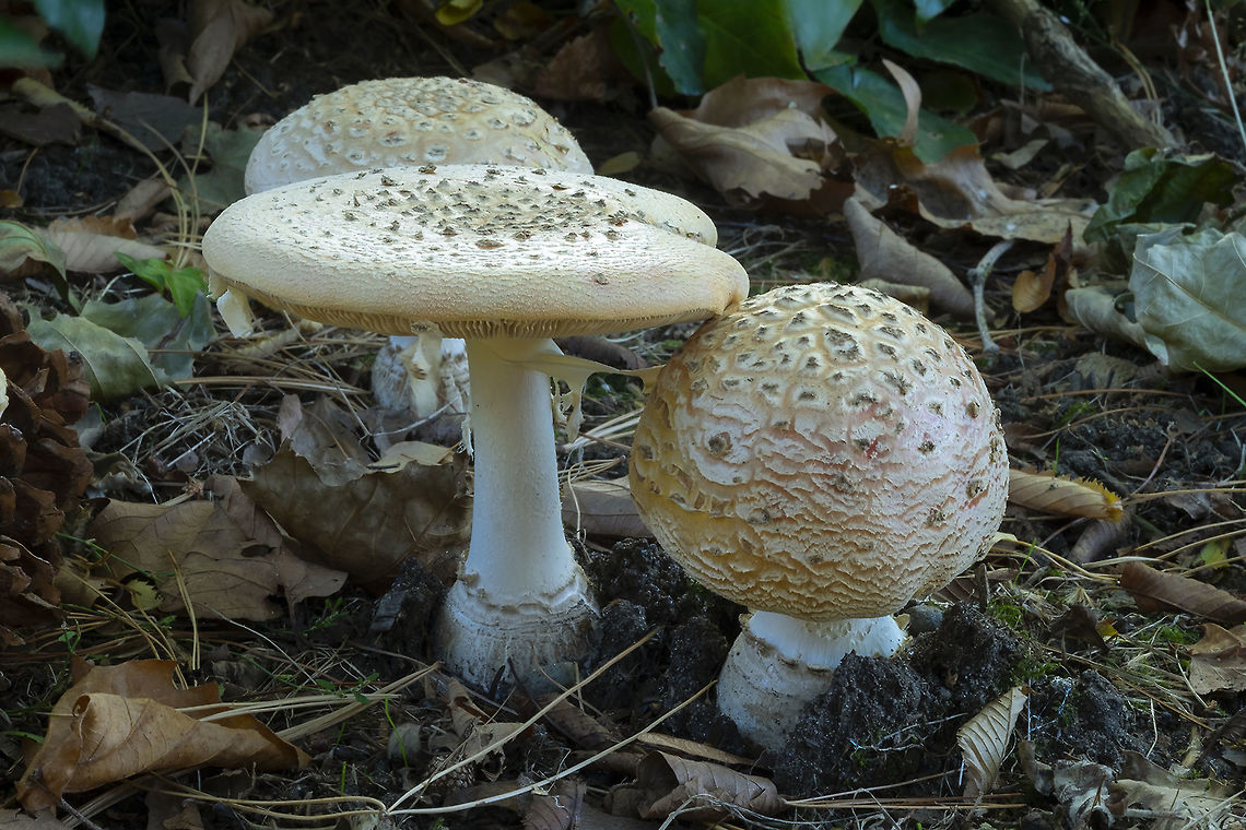 A. muscaria subsp. flavivolvata  Amanita muscaria,Fall,Fly agaric,Geotagged,United States