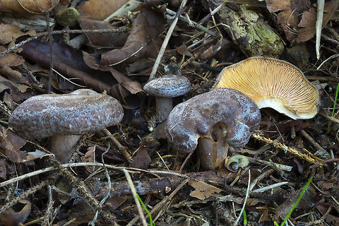 Lactarius kaufmanii  Fall,Geotagged,Lactarius kauffmanii,United States