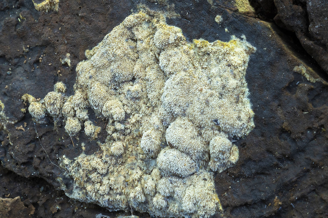 toothy crust  Fall,Geotagged,United States