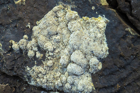 toothy crust  Fall,Geotagged,United States