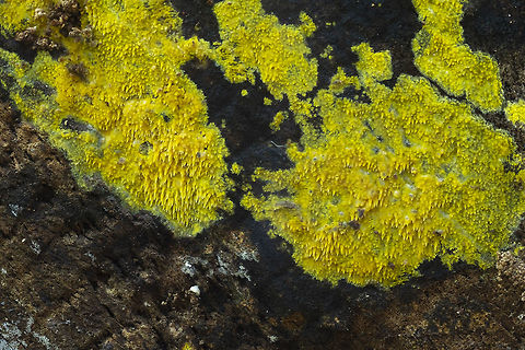 Bright yellow waxy crust  Fall,Geotagged,Sarcodontia uda,United States