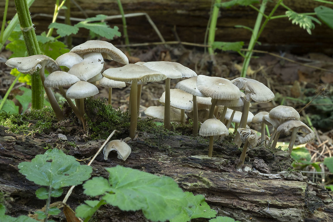Collybioid mushroom cluster  Fall,Geotagged,United States