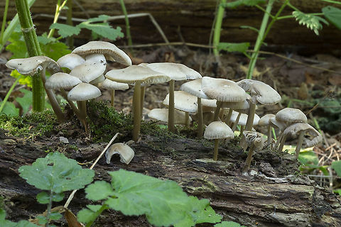 Collybioid mushroom cluster  Fall,Geotagged,United States