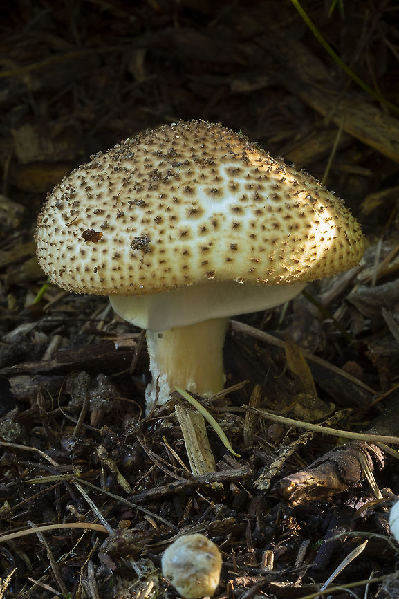 Freckled dappling at least I think it is..... very near to where I found them last year, but I still haven&#039;t found anything quite like these beauties on any mushroom pages...  Echinoderma asperum,Fall,Geotagged,United States