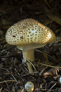 Freckled dappling at least I think it is..... very near to where I found them last year, but I still haven't found anything quite like these beauties on any mushroom pages...  Echinoderma asperum,Fall,Geotagged,United States
