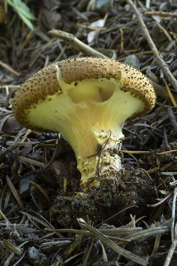 Lepiota eriophora I don't believe that these are the same as the last one - they are much smaller when mature, have a webby veil rather than the well developed one on the others and the cap remains an overall dark brown.<br />
Put this one up on Mushroom Observer to confirm Fall,Geotagged,Lepiota eriophora,United States