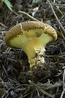 Lepiota eriophora I don't believe that these are the same as the last one - they are much smaller when mature, have a webby veil rather than the well developed one on the others and the cap remains an overall dark brown.
Put this one up on Mushroom Observer to confirm Fall,Geotagged,Lepiota eriophora,United States