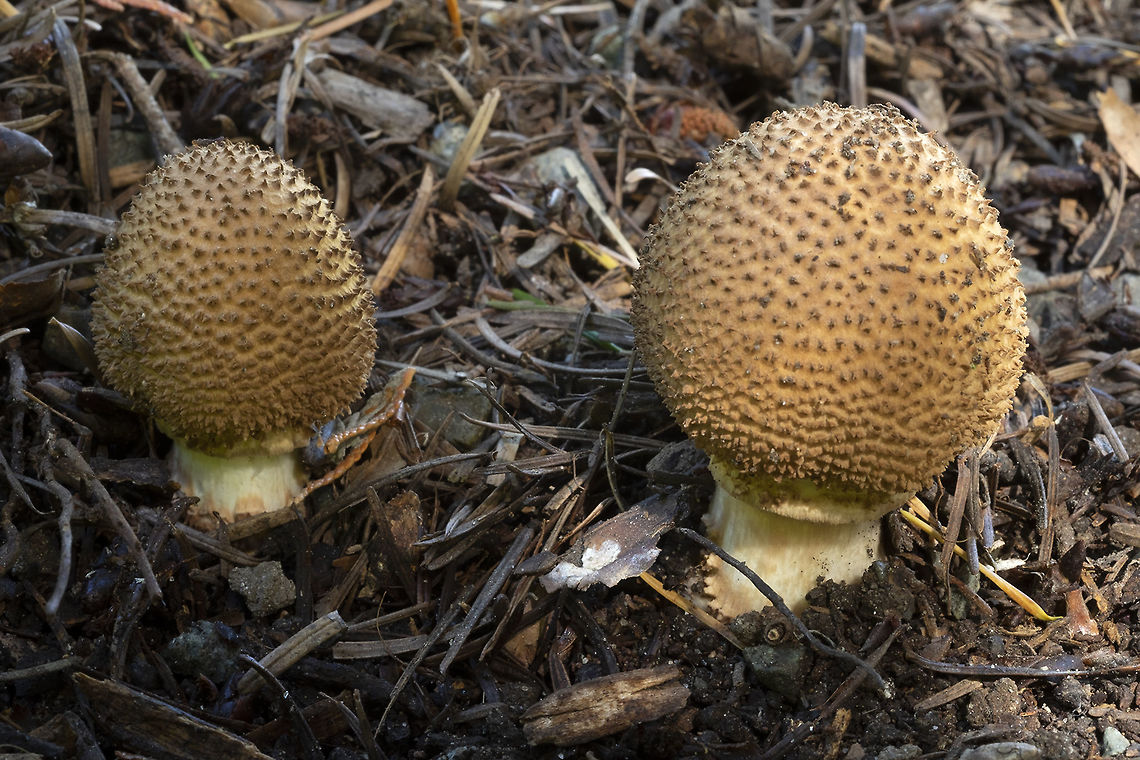 Lepiota eriophora  Fall,Geotagged,Lepiota eriophora,United States