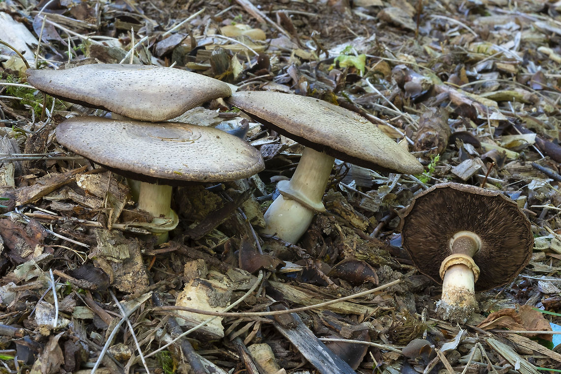 Inky mushroom not edible, despite it&#039;s looks...  Agaricus moelleri,Fall,Geotagged,United States